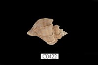 藏品(骨螺)的圖片